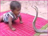 Baby vs. Cobra