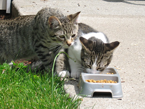 Feral kittens photo