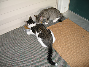 Feral kittens photo