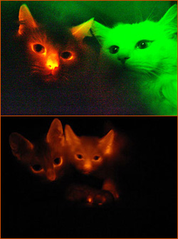  Glow  in the dark  cats  and other amusements spiral 