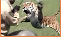India tiger attack