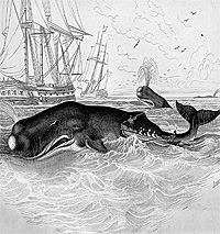 whaling circa 1890