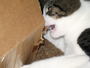 Eli the cat with cardboard box