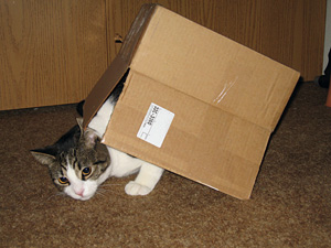 Eli the cat with cardboard box