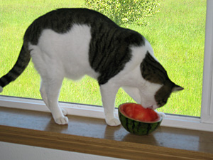 Eli the cat with watermelon