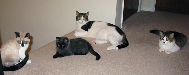 Housecats photo
