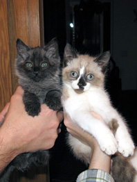 Kittens photo