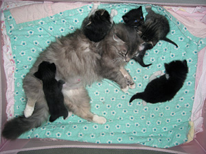 Lily's litter