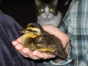 Mallard duckling with Eli
