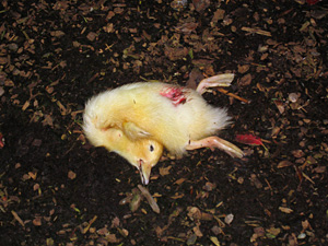 Dead pekin duckling