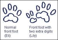 polydactyl cat foot