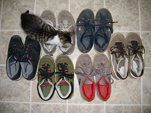 Old tennis shoes with kitten