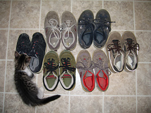 Old tennis shoes with kitten
