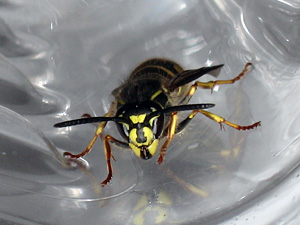 Wasp in a bottle