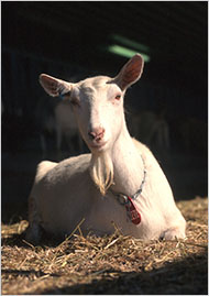 Goat at GTC Biotherapeutics' farm