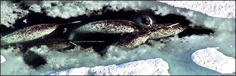Narwhal (BBC)