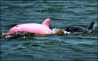Pink dolphin (Caters News)